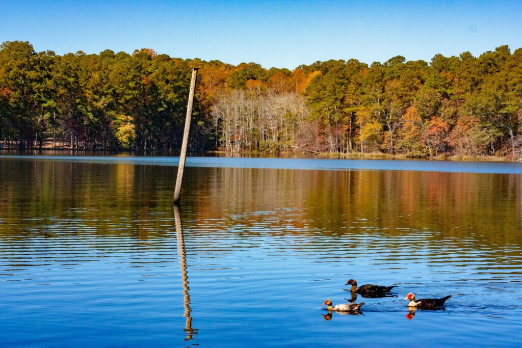 Hattiesburg Title Loans